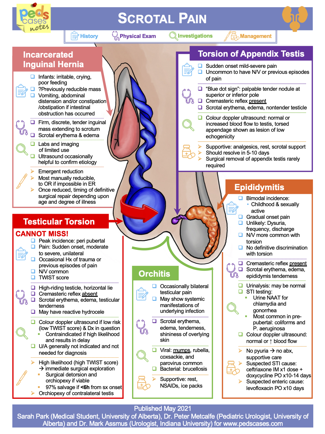 Scrotal Pain